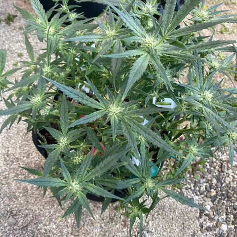 Studio 54 Stardust Auto growlog timeline photo