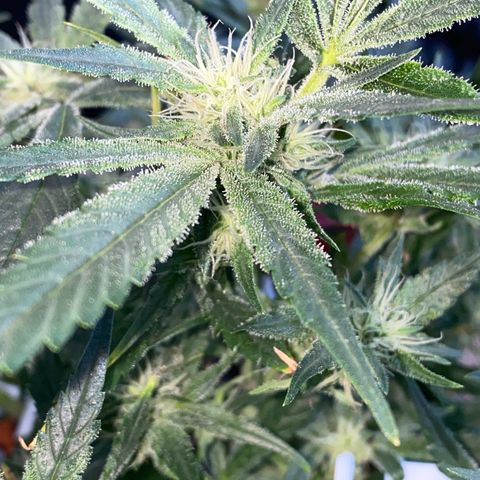Studio 54 Stardust Auto growlog timeline photo