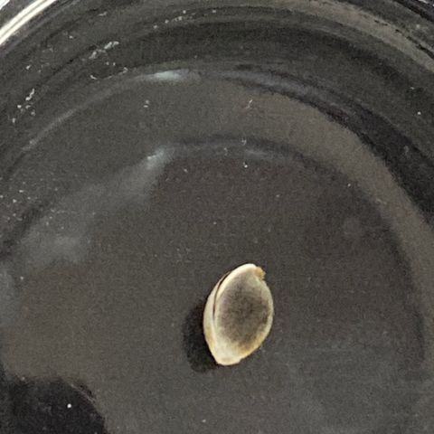 Super Boof growlog timeline photo