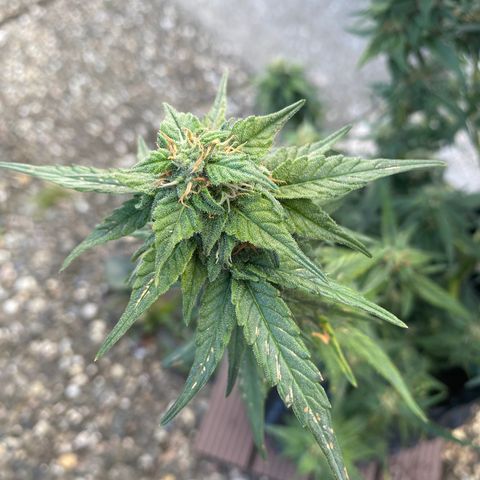 Black Diamond growlog timeline photo