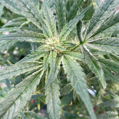 Studio 54 Stardust Auto growlog timeline photo