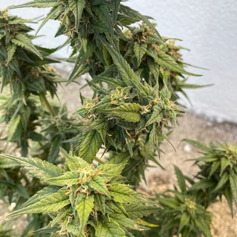 Black Diamond growlog timeline photo