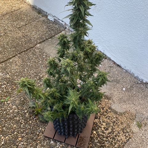 Black Diamond growlog timeline photo