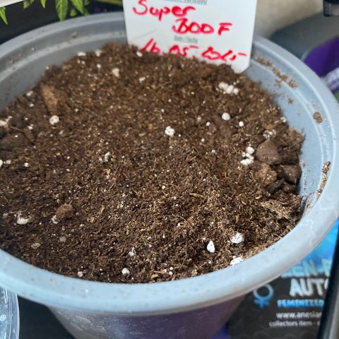 Super Boof growlog timeline photo