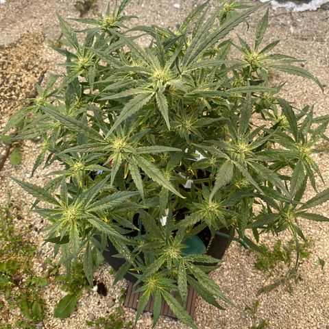 Studio 54 Stardust Auto growlog timeline photo