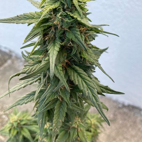 Black Diamond growlog timeline photo