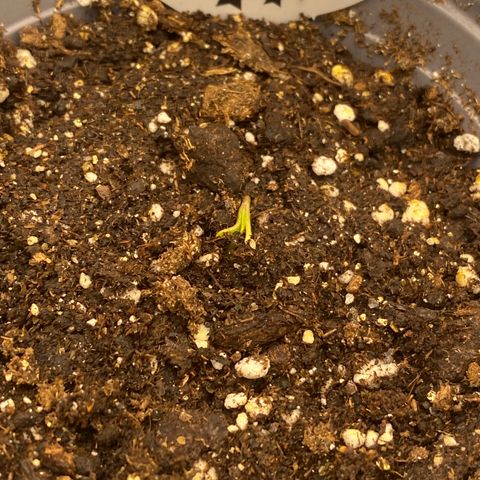 Super Boof growlog timeline photo