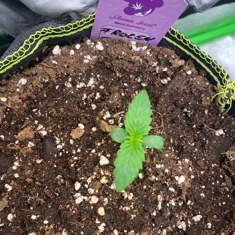 Frozen Face Auto  growlog timeline photo