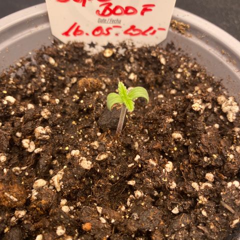 Super Boof growlog timeline photo