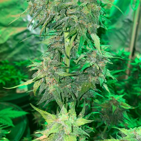 Black Diamond growlog timeline photo