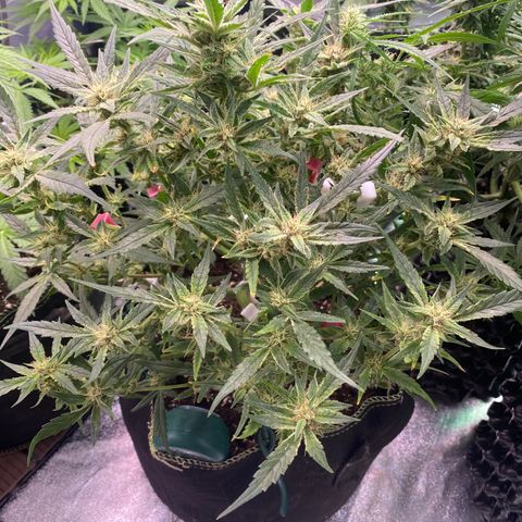 Studio 54 Stardust Auto growlog timeline photo