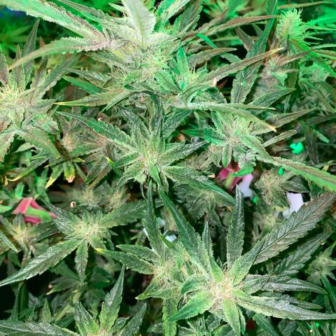 Studio 54 Stardust Auto growlog timeline photo