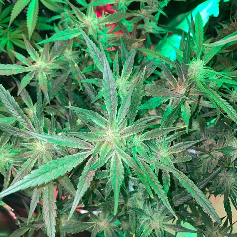 Studio 54 Stardust Auto growlog timeline photo