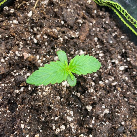 Frozen Face Auto  growlog timeline photo