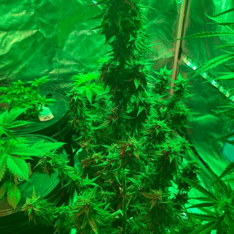 Black Diamond growlog timeline photo
