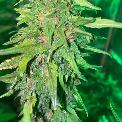 Black Diamond growlog timeline photo