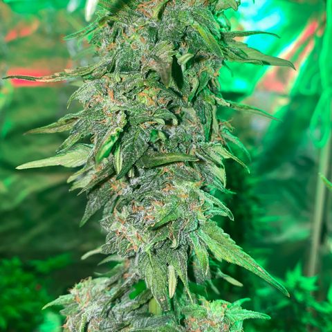 Black Diamond growlog timeline photo