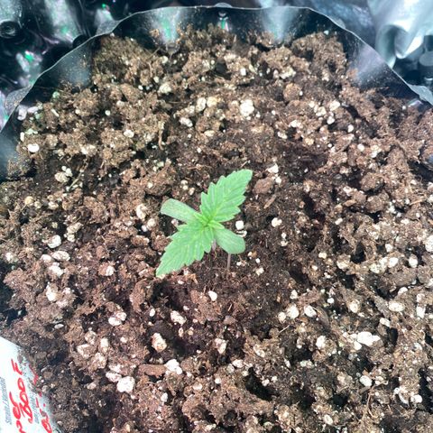 Super Boof growlog timeline photo