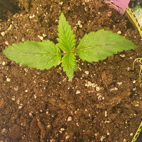 Frozen Face Auto  growlog timeline photo