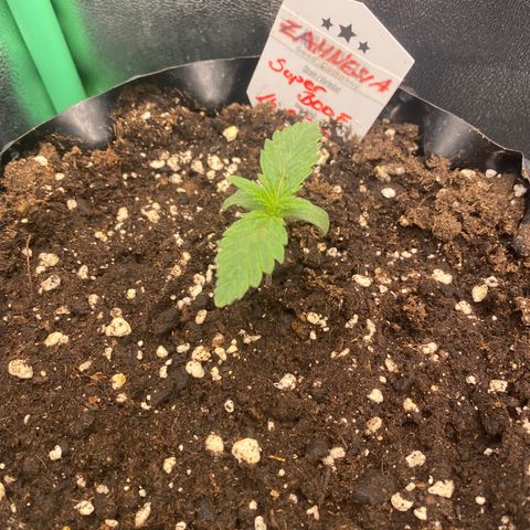 Super Boof growlog timeline photo
