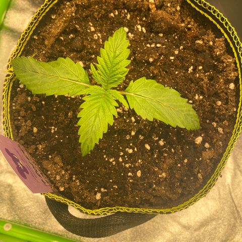 Frozen Face Auto  growlog timeline photo