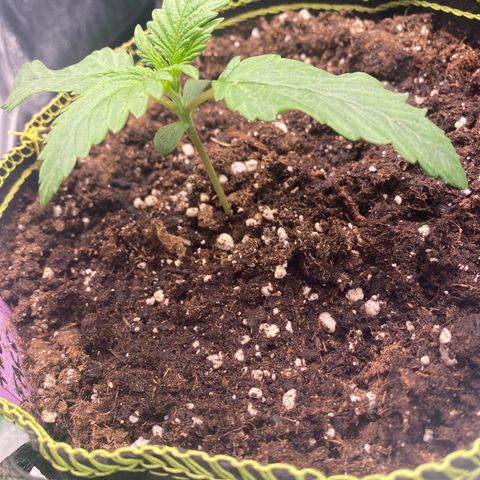Frozen Face Auto  growlog timeline photo