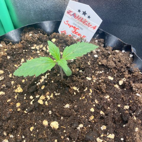 Super Boof growlog timeline photo