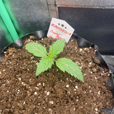 Super Boof growlog timeline photo