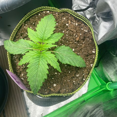 Frozen Face Auto  growlog timeline photo
