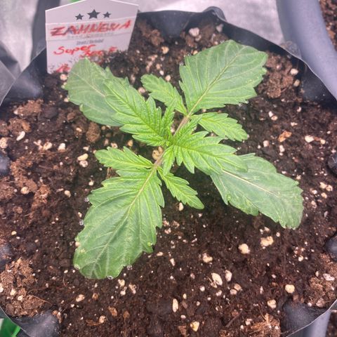 Super Boof growlog timeline photo