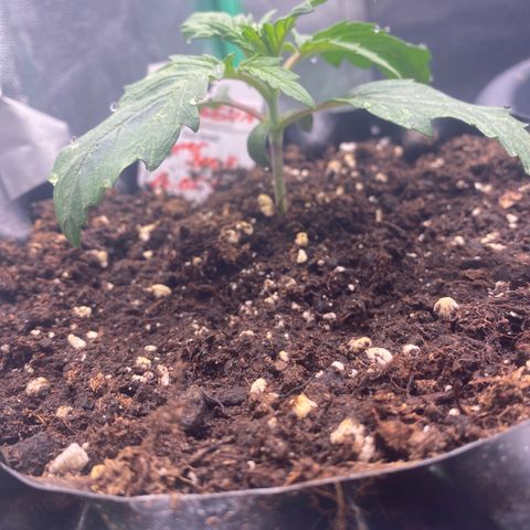 Super Boof growlog timeline photo