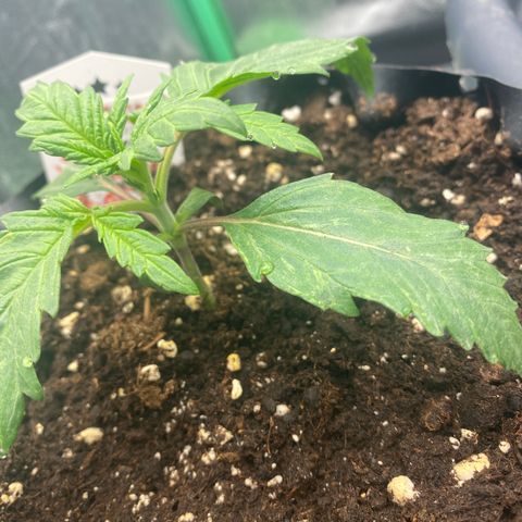 Super Boof growlog timeline photo