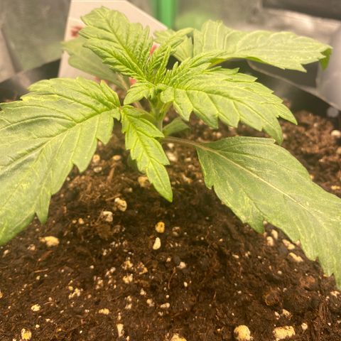 Super Boof growlog timeline photo