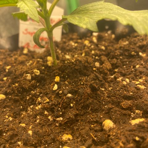 Super Boof growlog timeline photo