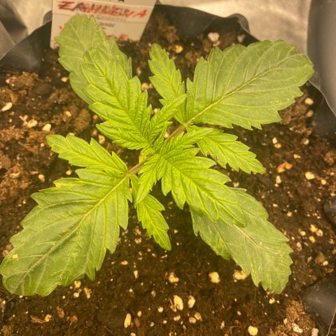 Super Boof growlog timeline photo