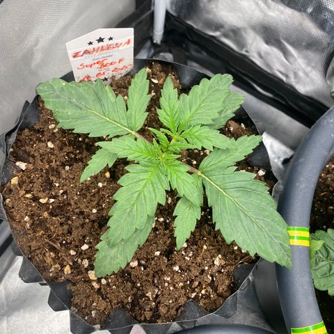 Super Boof growlog timeline photo