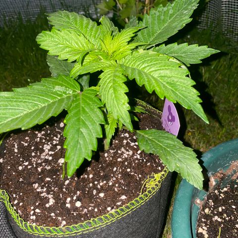 Frozen Face Auto  growlog timeline photo