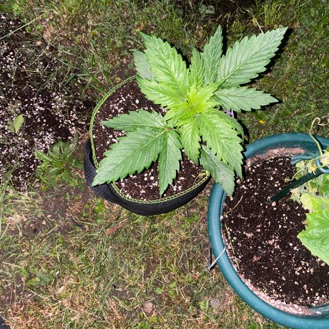 Frozen Face Auto  growlog timeline photo