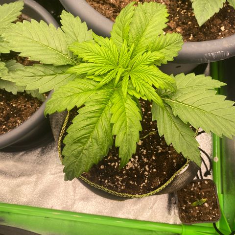 Frozen Face Auto  growlog timeline photo