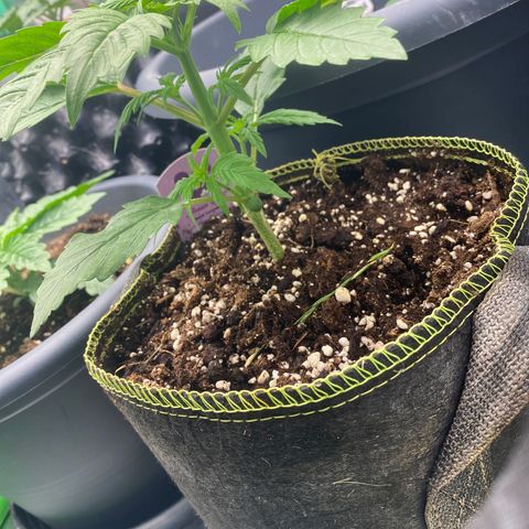 Frozen Face Auto  growlog timeline photo