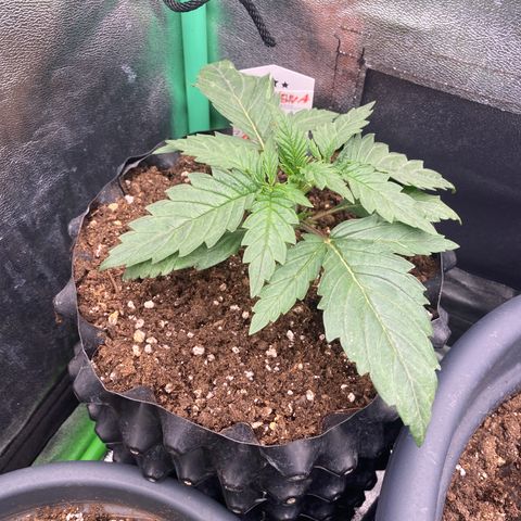 Super Boof growlog timeline photo