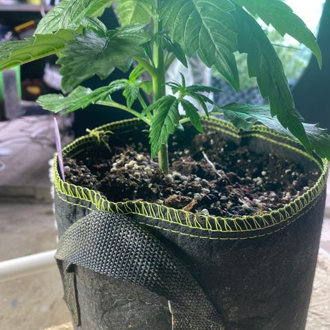 Frozen Face Auto  growlog timeline photo