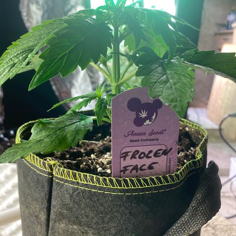 Frozen Face Auto  growlog timeline photo