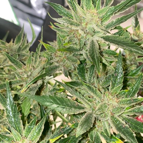 Studio 54 Stardust Auto growlog timeline photo