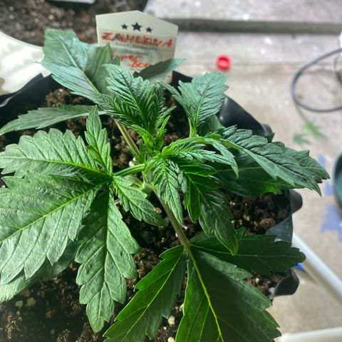 Super Boof growlog timeline photo