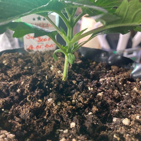 Super Boof growlog timeline photo