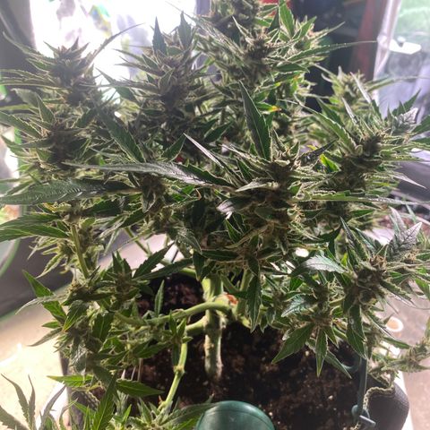 Studio 54 Stardust Auto growlog timeline photo