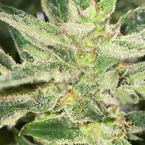 Studio 54 Stardust Auto growlog timeline photo