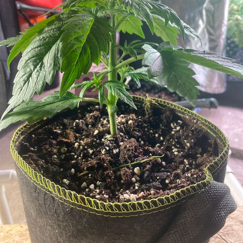 Frozen Face Auto  growlog timeline photo