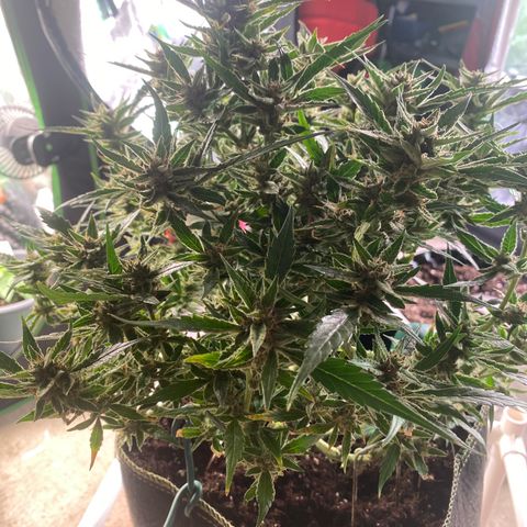 Studio 54 Stardust Auto growlog timeline photo